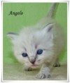 /album/angelo/angelo-4-hetes-001-jpg/